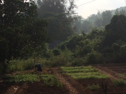 SDJ Ayurvedalaya 滞在記②