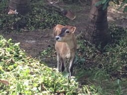 アーユルヴェーダ料理はノンベジ。本当???