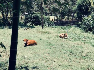 2018年夏　南インド アーユルヴェーダリトリート　Part 4