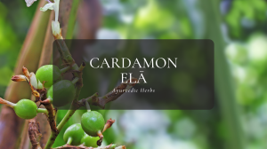 Ayurvedic Herbs ⑫カルダモン – エーラー