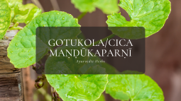 Ayurvedic Herbs ⑩CICA / ゴツコラ – マンドゥーカパルニー