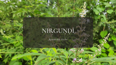 Ayurvedic Herbs ⑬ニルグンディー