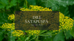 Ayurvedic Herbs ⑨ディル – シャタプシュパー