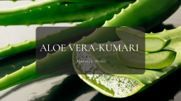 Ayurvedic Herbs ① アロエヴェラ – クマリ