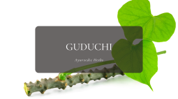 Ayurvedic Herbs ② グドゥチー