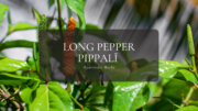 ロングペッパー_アーユルヴェーダ