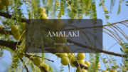 アムラ＿アーユルヴェーダ